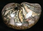 Beautiful Nautilus (Cenoceras) Fossil - France #10975-3